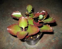tugela cliff-kalanchoe (Kalanchoe longiflora) plant