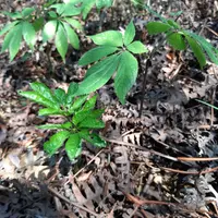 ginseng Identification Guide