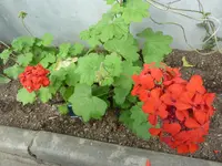 scarlet geranium