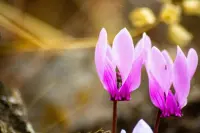 Cyclamen persicum