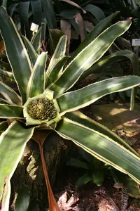 Hohenbergia augusta