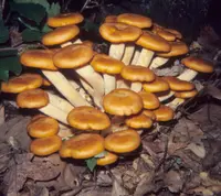 jack-o'-lantern mushroom