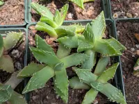 Tiger Jaws (Faucaria tigrina) plant