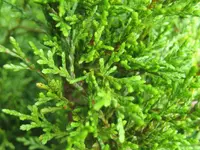 Cedar
