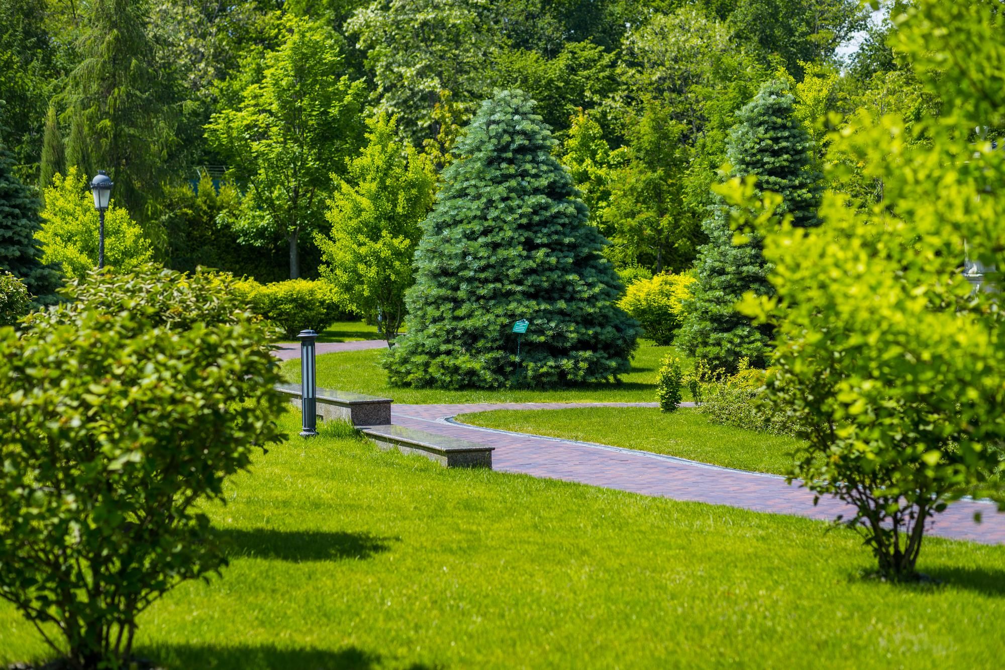 Trees in Landscaping