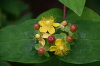 Hypericum androsaemum plant