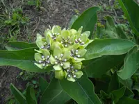 green antelopehorn