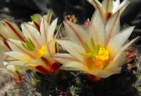 strawberry cactus