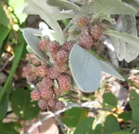 button mangrove