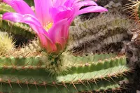 Echinocereus viereckii