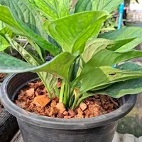 Plant in the pot