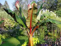 Red Abyssinian Banana
