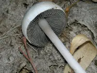 Panaeolus antillarum (Panaeolus antillarum) plant