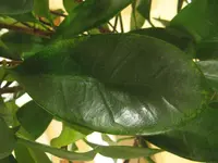 leaves