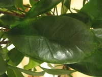 leaves
