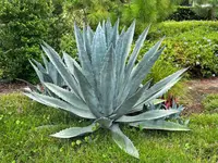 Agave americana plant