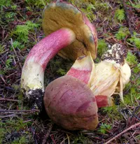 Smith's Bolete