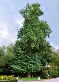 Maidenhair tree
