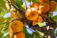 Japanese Persimmon