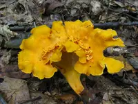 Smooth Chanterelle