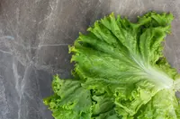 cos lettuce (Lactuca sativa var. longifolia) plant