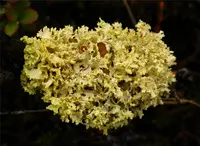 Yellow Lichen