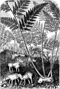 golden chicken fern