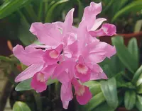 guaria morada
