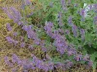 Eastern Cat-mint (Nepeta racemosa) plant