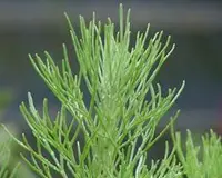 coastal sagebrush