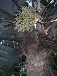 Cryosophila warscewiczii