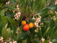 Arbutus unedo in nature