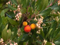 Arbutus unedo in nature