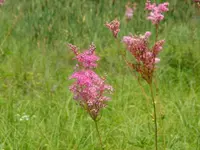 queen of the prairie (Filipendula rubra) plant