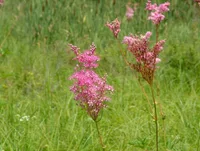 queen of the prairie