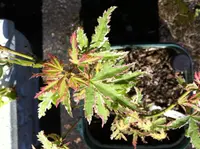 Japanese Maple