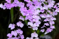 Delicate violet orchid