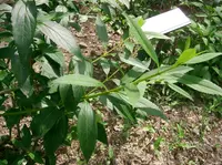 weeping forsythia