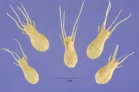 goatgrass