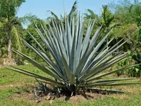 blue agave