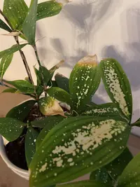 Gold dust dracaena photo by a Botan App user