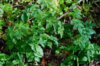 California angelica