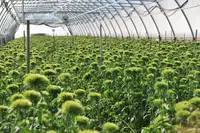 Dianthus barbatus Green Trick indoor