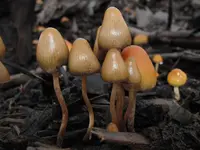 Psilocybe pelliculosa (Psilocybe pelliculosa) plant