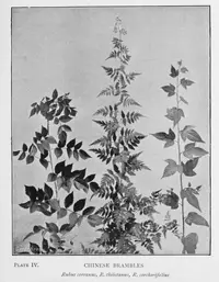 Rubus corchorifolius (Rubus corchorifolius) plant