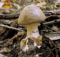 Brown American Star-footed Amanita