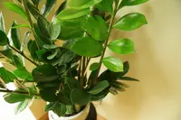 ZZ Plant (Zamioculcas zamiifolia) plant