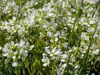 English Scurvygrass