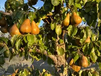 Bosc Pear (Pyrus communis 'Beurre Bosc') plant
