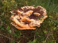 Dyer's Polypore
